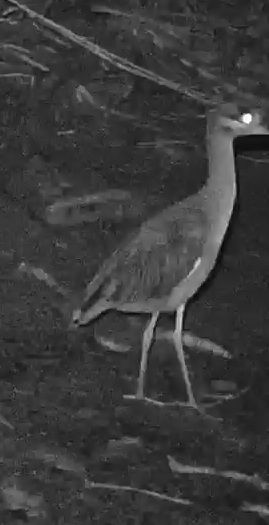Double-striped Thick-knee