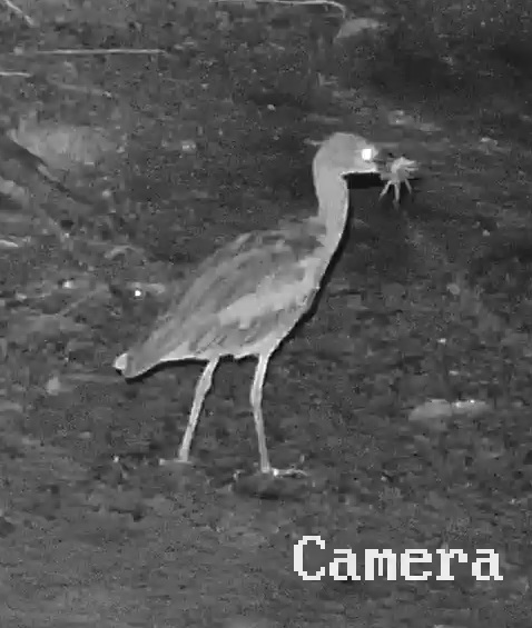 Rufous-necked Wood-Rail