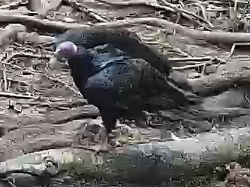 Turkey Vulture