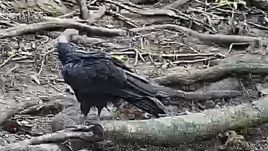 Black vulture