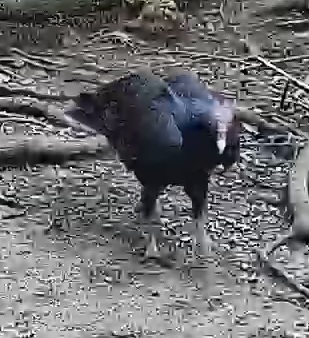 Black Vulture