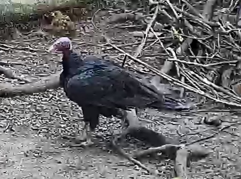 Turkey Vulture