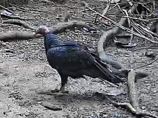 Turkey Vulture