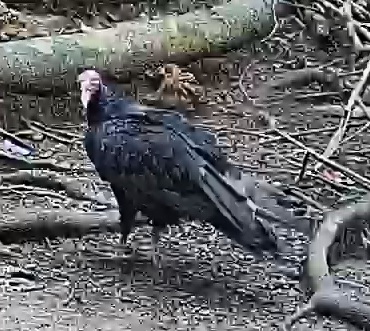 Turkey Vulture