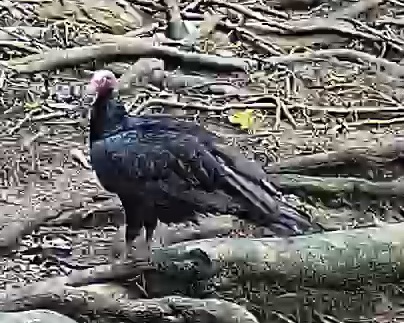 Turkey vulture