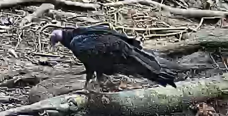 Black Vulture