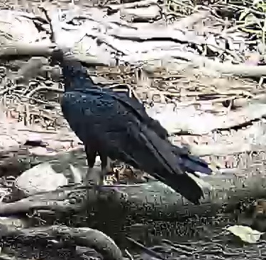 Black Vulture