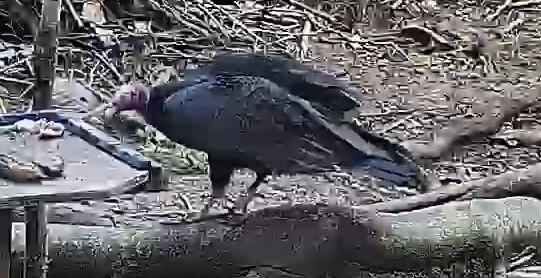 Turkey vulture