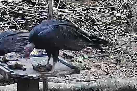 Turkey Vulture