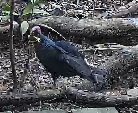 Turkey Vulture