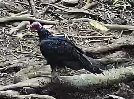 Turkey Vulture