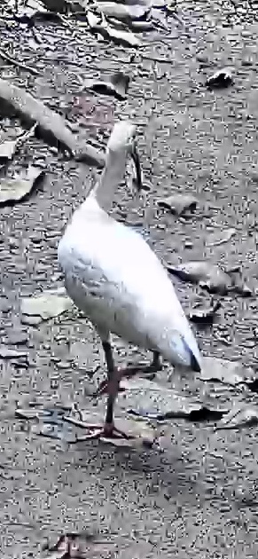 American white ibis
