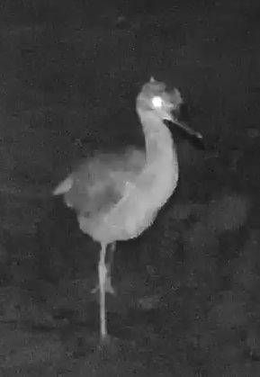 Agami Heron