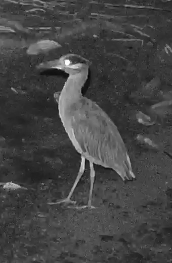 Yellow-crowned Night Heron