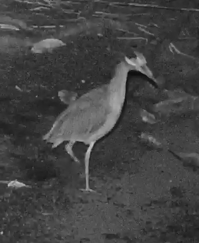 Yellow-crowned Night-Heron