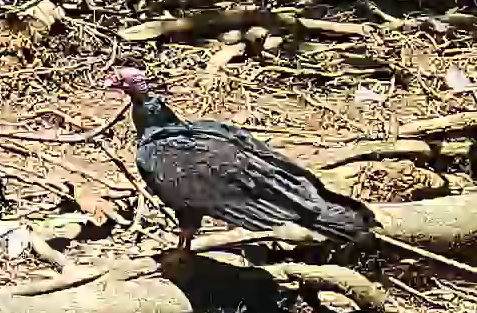 Turkey Vulture