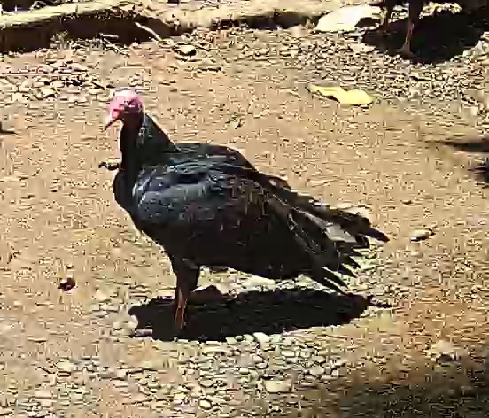 Turkey Vulture