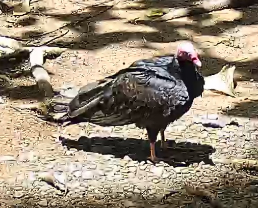 Turkey Vulture