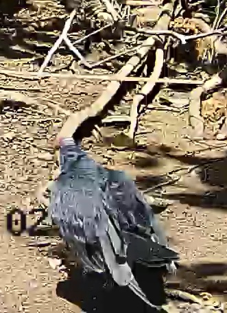 Black Vulture