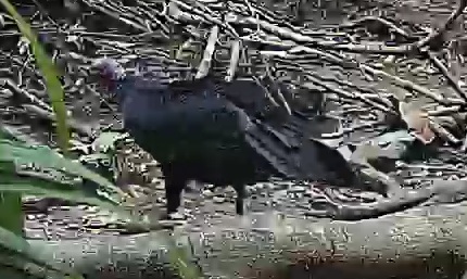 Turkey Vulture
