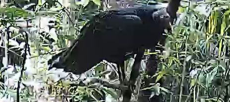 Black Vulture