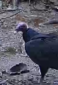 Black vulture