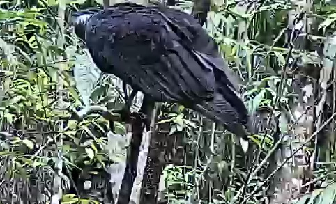 Black vulture