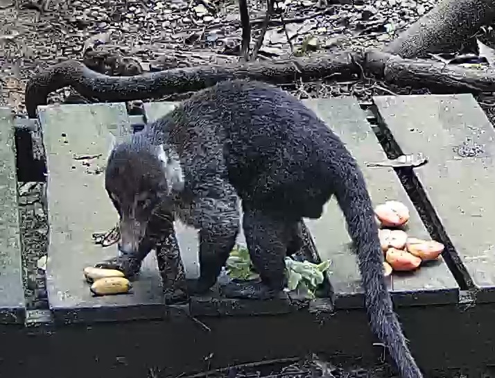 White-nosed coati