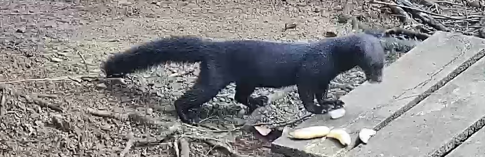 tayra