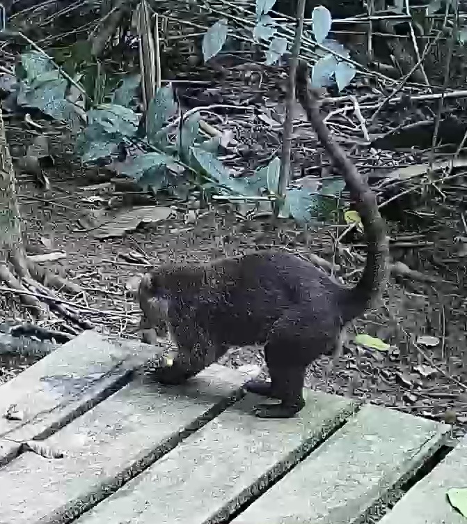 White-nosed coati