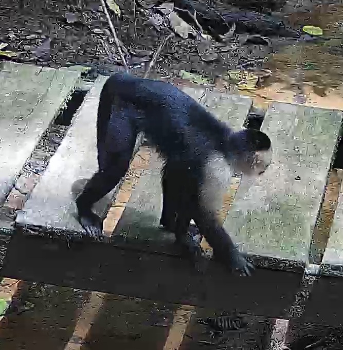 White-headed Capuchin