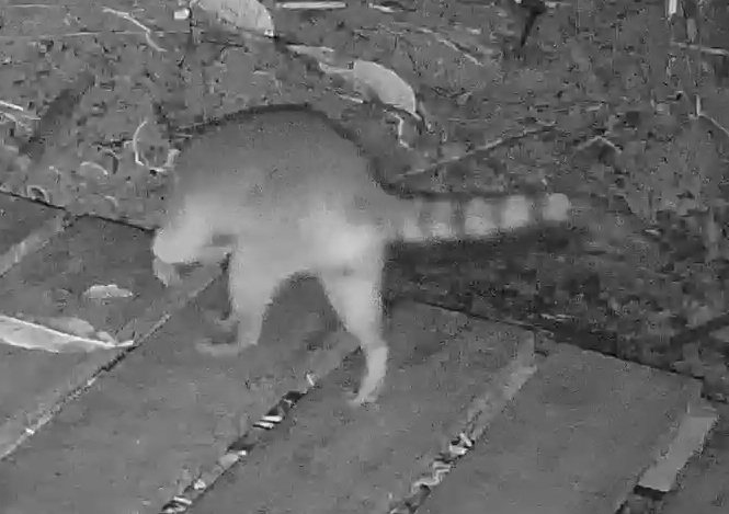 Crab-eating Raccoon