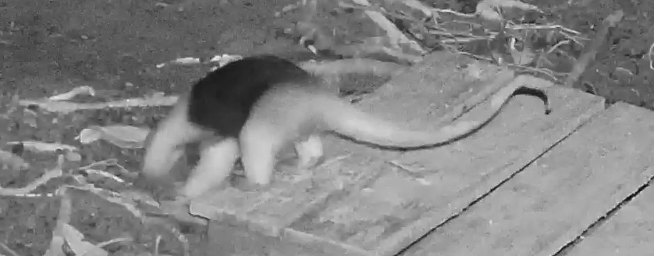 Northern tamandua