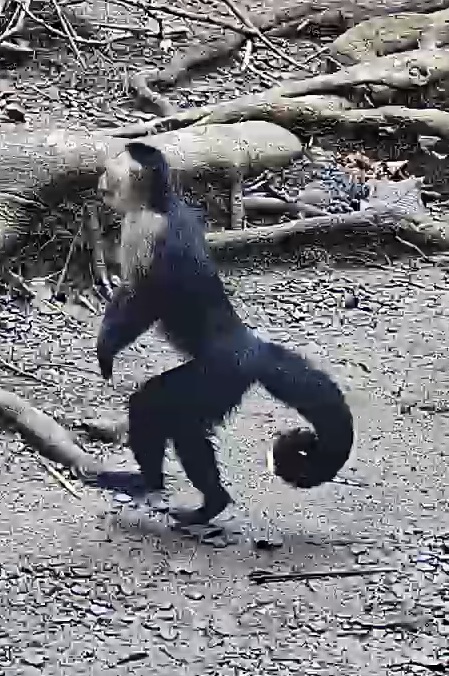 White-faced capuchin