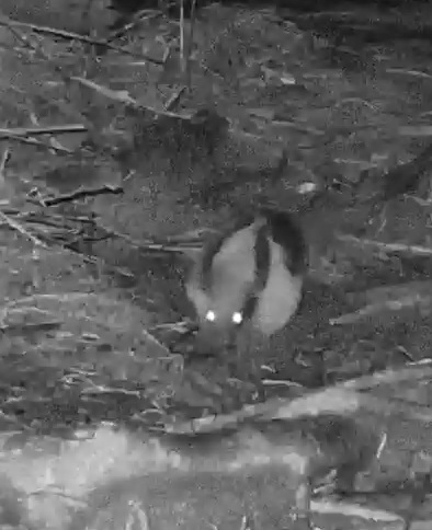 Southern Tamandua