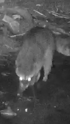Crab-eating raccoon