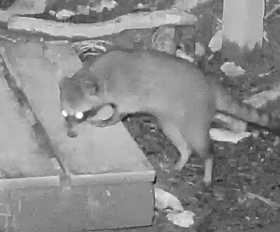 Crab-eating Raccoon