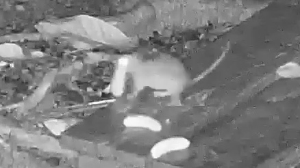 Brown rat