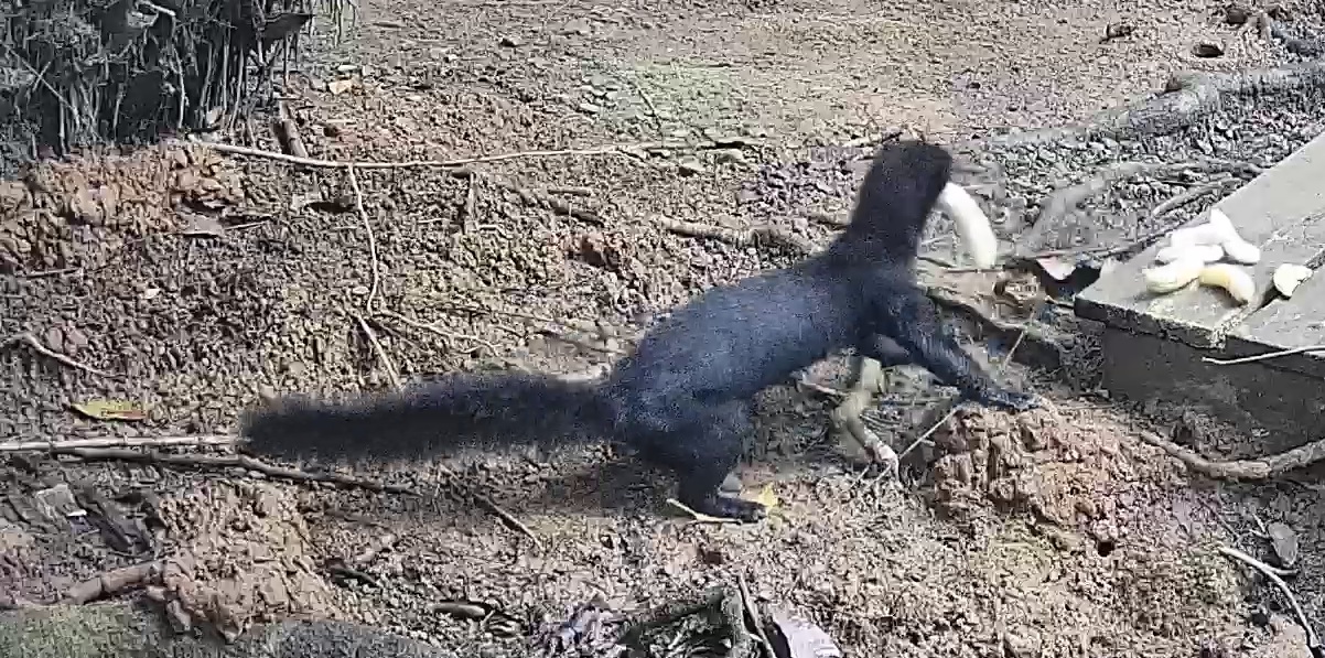 tayra