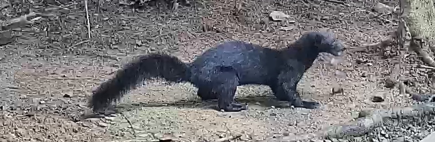 tayra