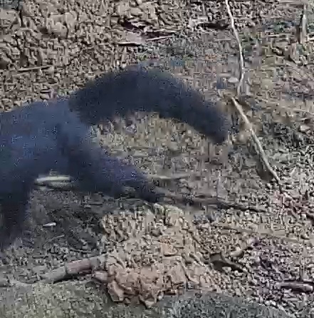 tayra