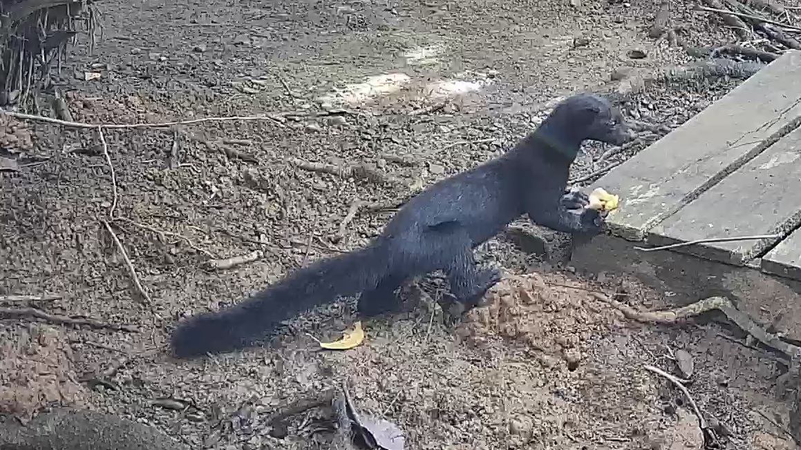 tayra