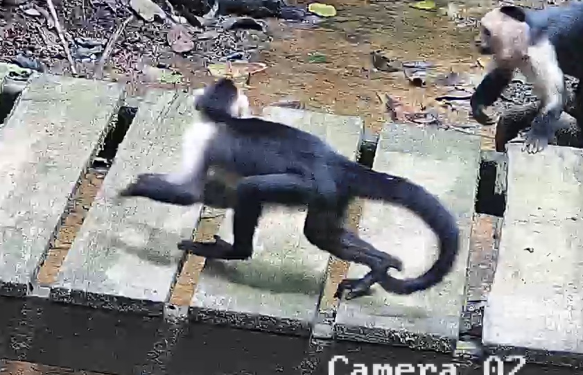 White-headed Capuchin