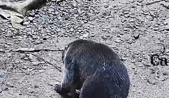 White-nosed coati