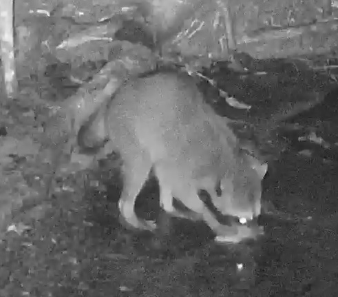 Crab-eating raccoon