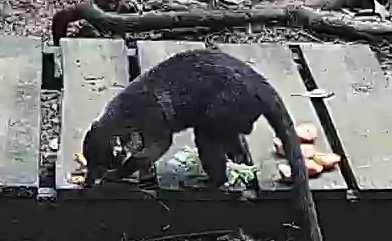 White-nosed coati