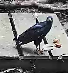 Common Black-Hawk