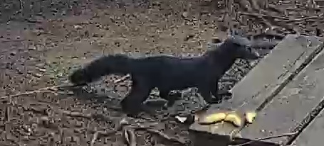 tayra