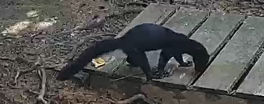 tayra