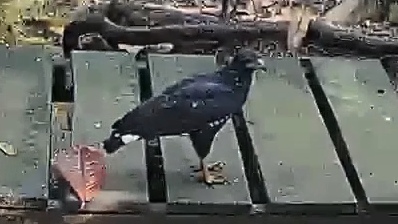 Black hawk
